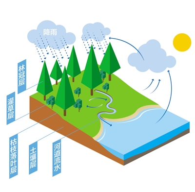 森林為什么是“水庫(kù)”？