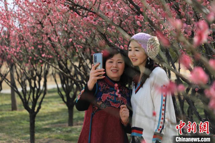 市民在梅花樹下拍照?！∴囆?qiáng) 攝