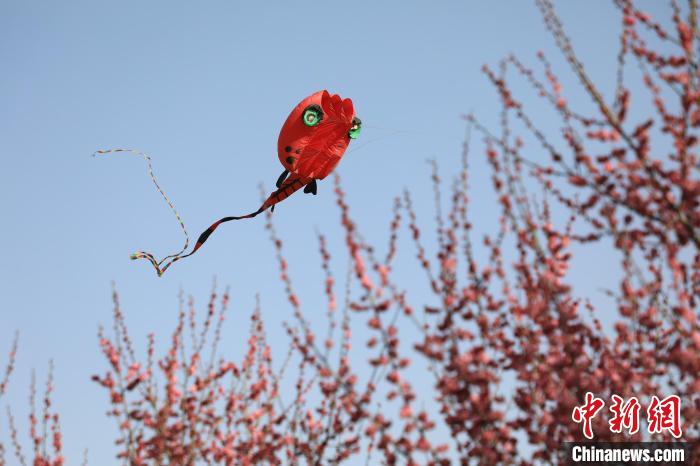 風(fēng)箏在花中飛舞。　鄧小強(qiáng) 攝