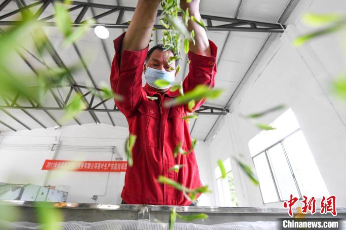 村民將茶葉攤青晾干。　楊華峰 攝