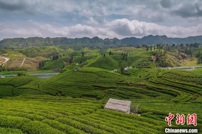 貴定縣云霧茶園?！√普?攝