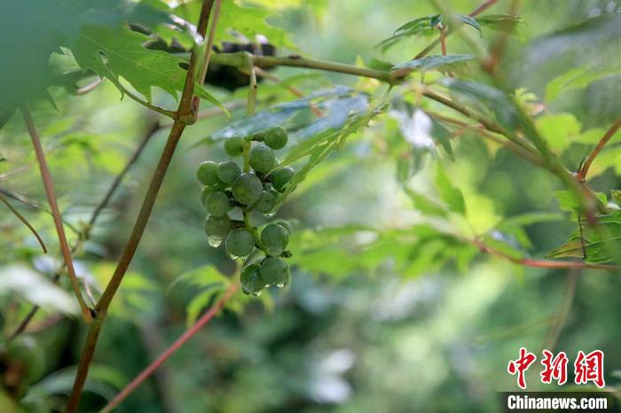 野生動(dòng)物在北京：如何筑牢生物多樣性“保護(hù)網(wǎng)”？