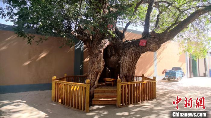 圖為阿河灘地質(zhì)文化村樹(shù)齡高達(dá)800年的空心古榆樹(shù)?！埡ｖ?攝