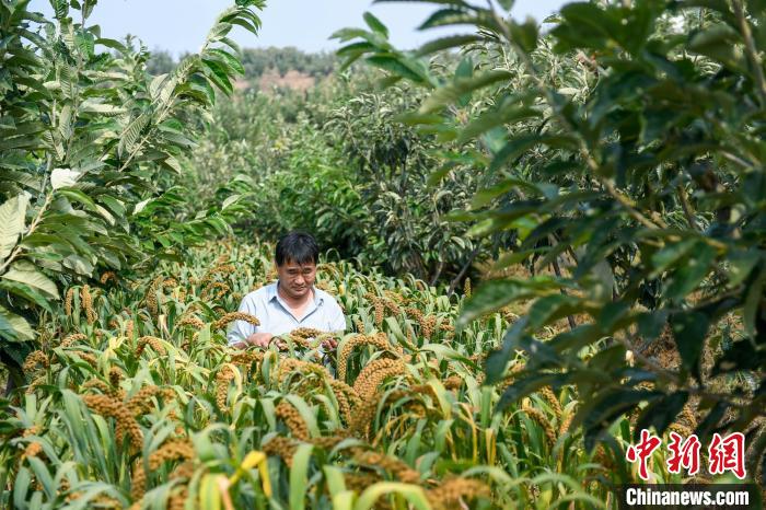 農(nóng)業(yè)專家劉正理正在查看谷子生長(zhǎng)情況?！≮w亮 攝