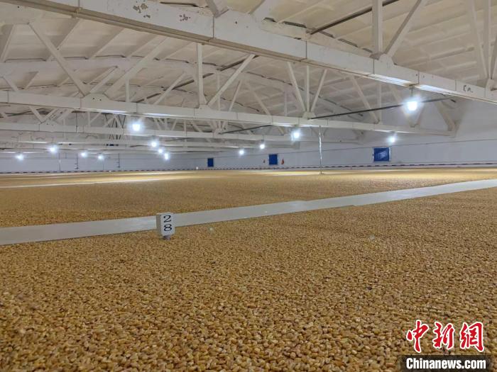 倉(cāng)內(nèi)清涼干爽、遍地金黃，上千平方米的糧食盡收眼底。　王惠琳 攝
