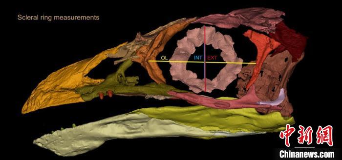 熱河鳥STM3-8化石標(biāo)本的鞏膜環(huán)復(fù)原及測量示意圖?！『?供圖