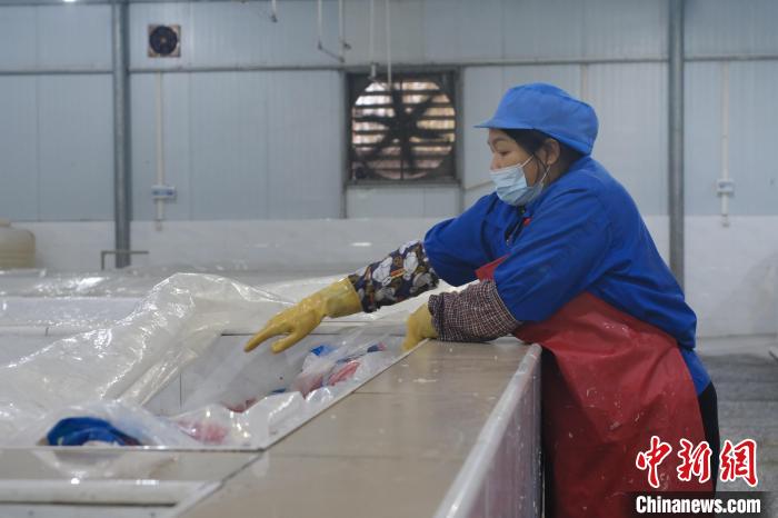 圖為一名工人正在檢查酸筍腌制情況?！⒖÷?攝