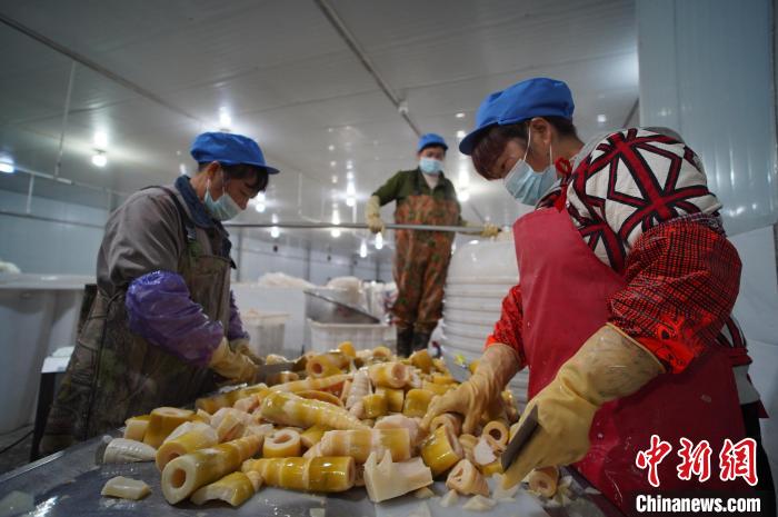 圖為多名工人正在將酸筍切成小塊?！№f國政 攝