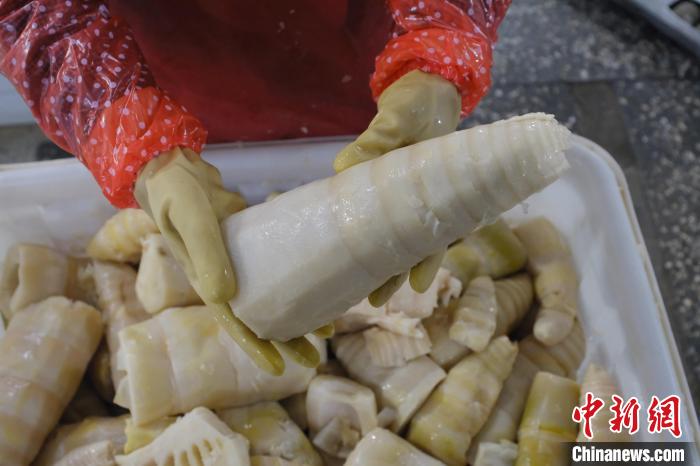 圖為整根腌制后撈出的酸筍。　劉俊聰 攝