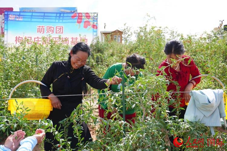 中寧縣來自西海固的移民大姐們一邊采摘新鮮枸杞一邊歌唱，笑由心生。人民網(wǎng)記者 何蒨攝