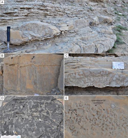 寒武系生物礁沉積模式示意圖?！∧瞎潘?供圖