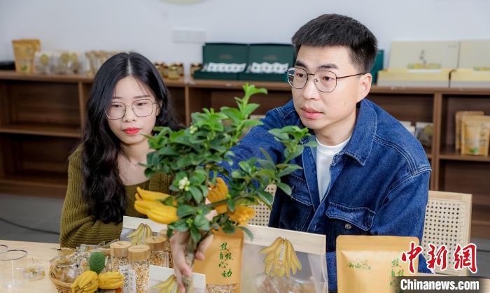 北山口村的佛手電商直播?！≈鬓k方供圖