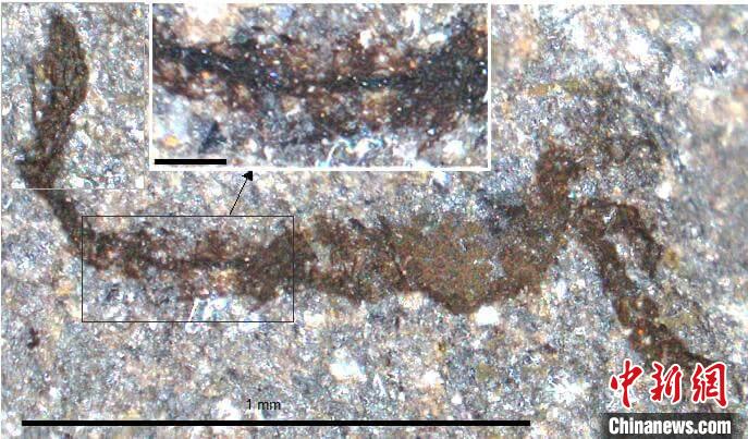 一個(gè)類似于寒武紀(jì)大附肢綱節(jié)肢動(dòng)物Yohoia的新物種(圖片來(lái)自Joe Botting)?！∈┢樟指瘛ぷ匀?供圖