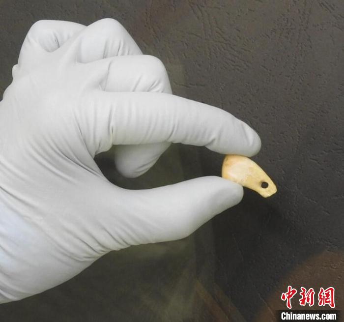 打孔鹿牙墜飾提取DNA后(圖片來自馬克斯·普朗克演化人類學研究所)。　施普林格·自然 供圖