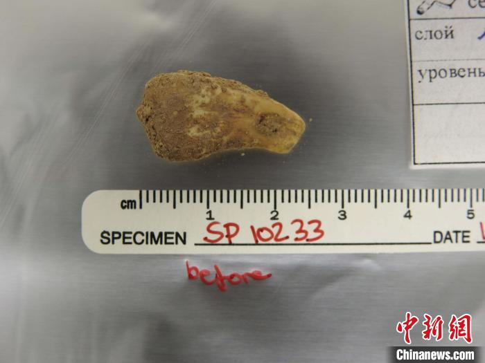 打孔鹿牙墜飾提取DNA前(圖片來自馬克斯·普朗克演化人類學研究所)?！∈┢樟指瘛ぷ匀?供圖