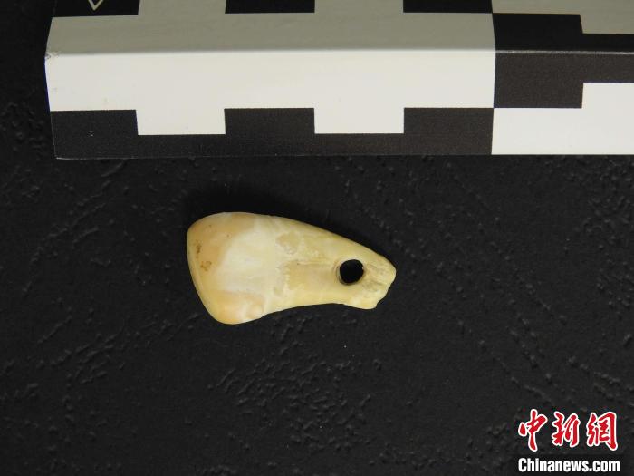 在南西伯利亞丹尼索瓦洞發(fā)現(xiàn)的打孔鹿牙墜飾(圖片來自馬克斯·普朗克演化人類學研究所)。　施普林格·自然 供圖