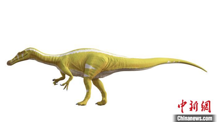 棘龍類新物種Protathlitis cinctorrensis(圖源Grup Guix)?！∈┢樟指瘛ぷ匀?供圖