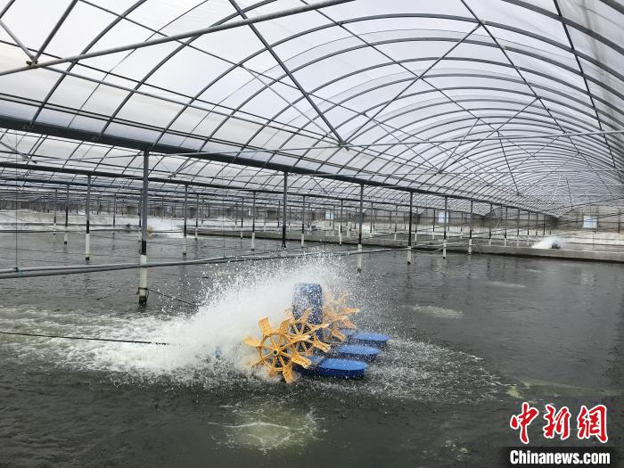 南美白對(duì)蝦養(yǎng)殖基地?！∠笊轿r蟹科技小院供圖