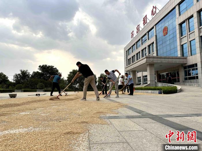 平原縣組織志愿者幫助農(nóng)民晾曬小麥?！垈?攝