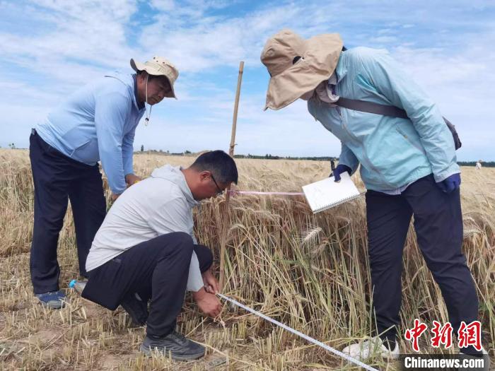 去年新疆冬小麥高產(chǎn)紀(jì)錄是863.8公斤?！⊙Μ| 攝
