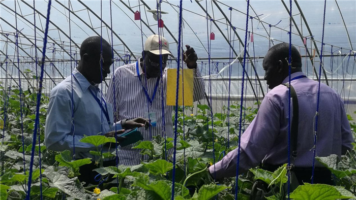 孫釗向當(dāng)?shù)剞r(nóng)戶講解粘蟲板工作原理。受訪者供圖