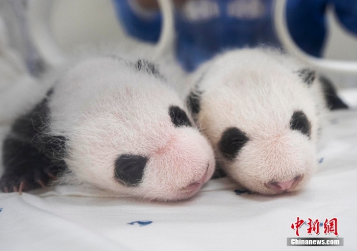 當?shù)貢r間8月7日，韓國三星愛寶樂園公布雌性雙胞胎大熊貓幼崽(左為姐姐，右為妹妹)于6日拍攝的滿月照。愛寶樂園 供圖