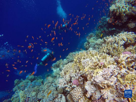  10月2日，人們?cè)诎＜拔髂伟雿u達(dá)哈布藍(lán)洞內(nèi)的珊瑚旁深潛。新華社記者 隋先凱 攝