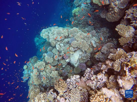  這是10月2日在埃及西奈半島達(dá)哈布藍(lán)洞內(nèi)拍攝的珊瑚和魚類。新華社記者 隋先凱 攝