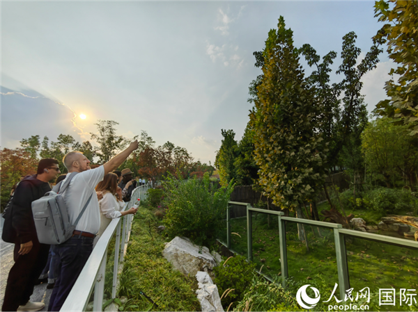 （“絲路獎”獲獎嘉賓在參觀成都大熊貓繁育研究基地。本報記者 王影迪攝）