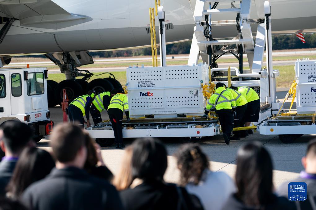 11月8日，在美國弗吉尼亞州的華盛頓杜勒斯國際機(jī)場，裝有大熊貓的特制“旅行包廂”準(zhǔn)備運(yùn)上專機(jī)。新華社記者劉杰攝
