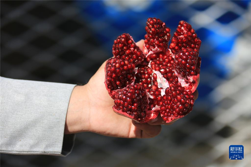 11月10日，在阿富汗首都喀布爾，商販展示產(chǎn)自阿富汗南部坎大哈省的石榴。新華社發(fā)（塞夫拉赫曼·薩菲攝）