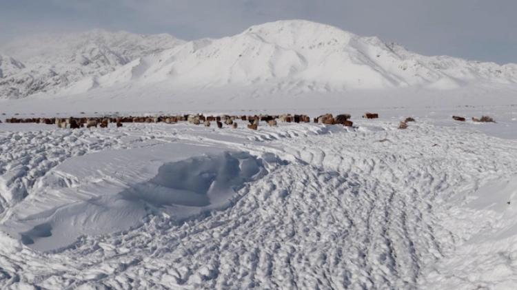 蒙古國(guó)近日發(fā)生雪災(zāi)。圖片來(lái)源：蒙政府網(wǎng)站