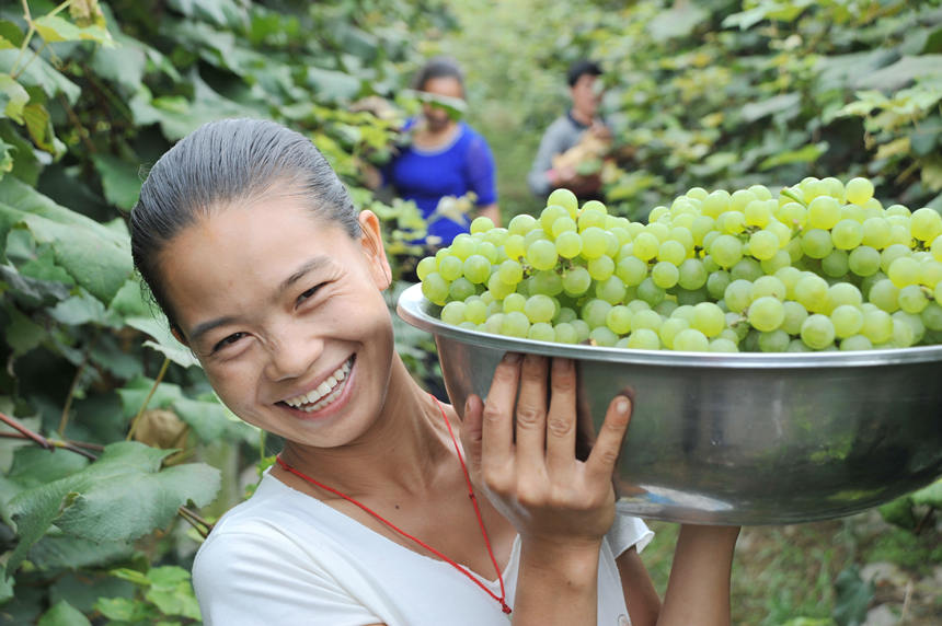“關(guān)口葡萄谷”正成為花坪鎮(zhèn)域經(jīng)濟(jì)發(fā)展的重要增長(zhǎng)點(diǎn)。