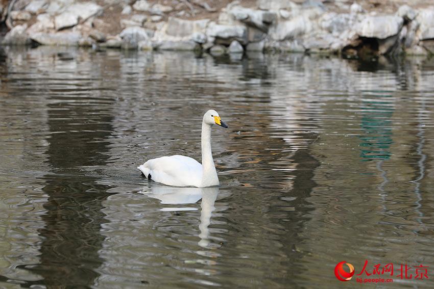 北京動(dòng)物園水禽湖上，水鳥游弋其中，傳遞春的消息。人民網(wǎng) 尹星云攝