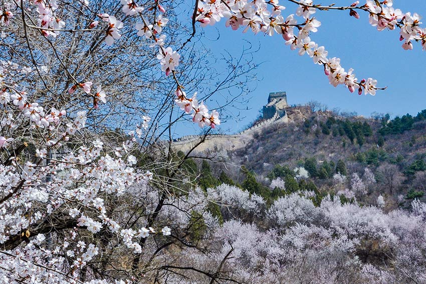 眼下，八達(dá)嶺長城內(nèi)外春花爭艷。陸軍攝