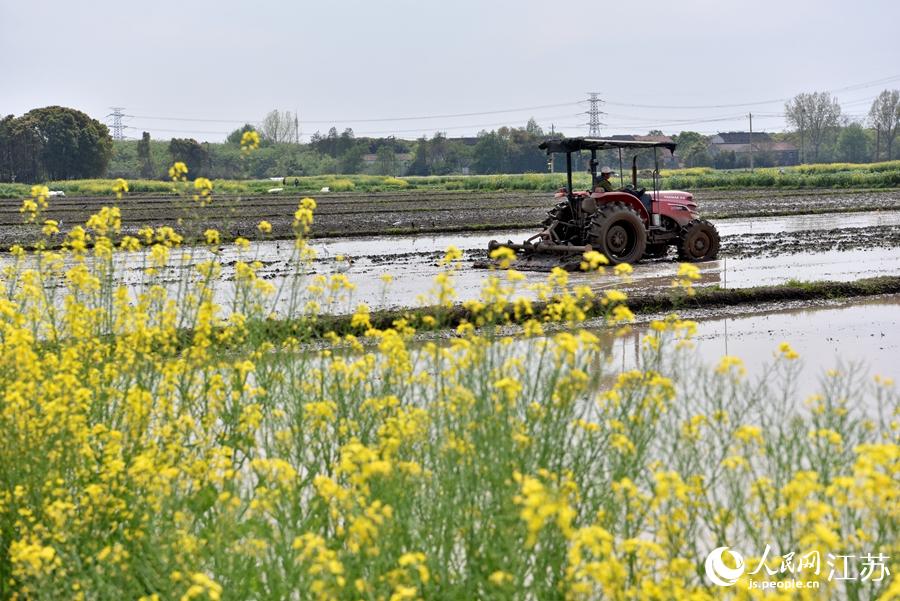 第一批早稻開(kāi)始插播。崔煒攝