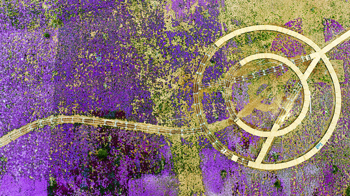 邯鄲市復(fù)興區(qū)德豐生態(tài)園的300畝芝櫻花進入最佳觀賞期。放眼望去，五彩音符和豎琴造型下的芝櫻花恰似披上了一層色彩斑斕的錦緞，蔚為壯觀。聶長青攝