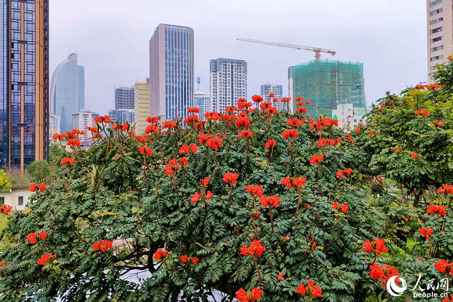 廈門(mén)火焰木進(jìn)入盛放期。人民網(wǎng) 陳博攝