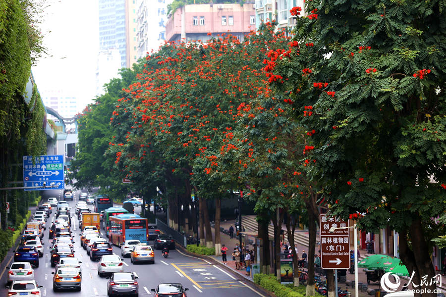 廈禾路兩側(cè)的行道樹(shù)頂猶如披上一層紅紗。人民網(wǎng) 陳博攝