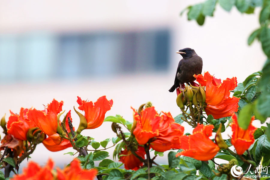 一只小鳥(niǎo)在火焰木花朵間眺望。人民網(wǎng) 陳博攝