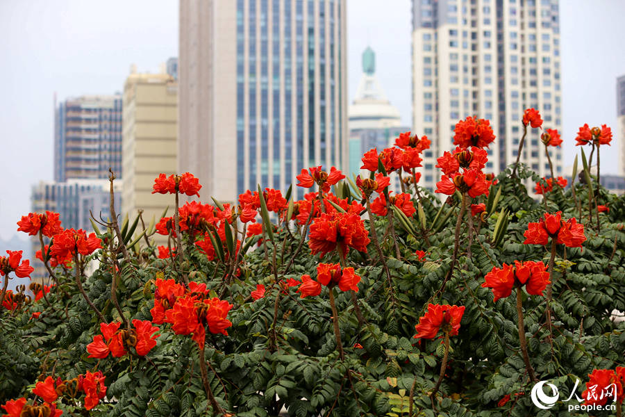 火焰木花朵在樹(shù)頂連片盛開(kāi)。人民網(wǎng) 陳博攝