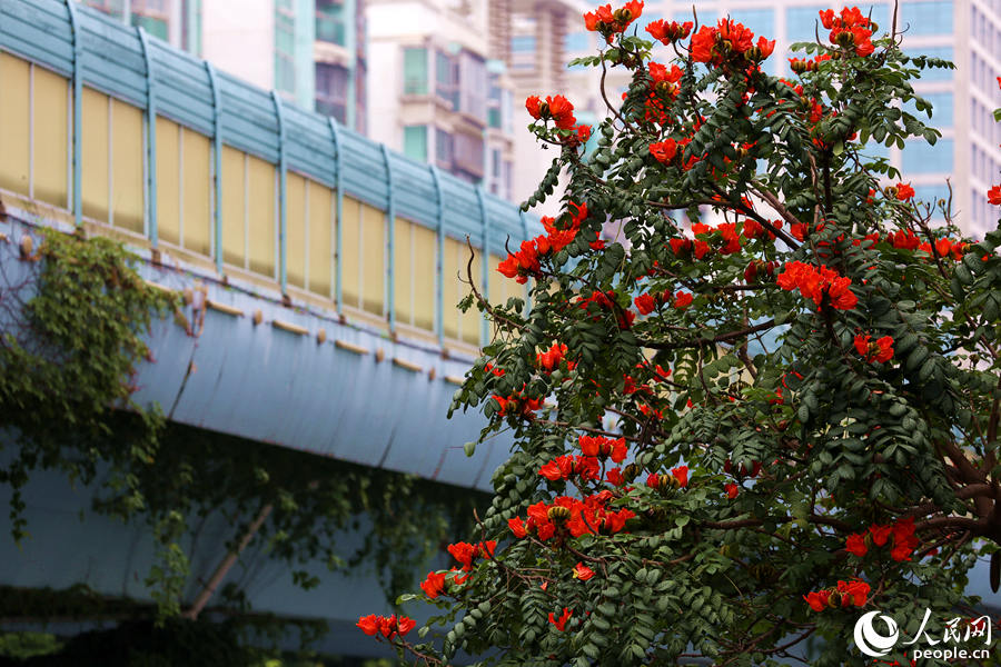 火焰木樹(shù)高10米以上，高度與BRT高架橋相當(dāng)。人民網(wǎng) 陳博攝