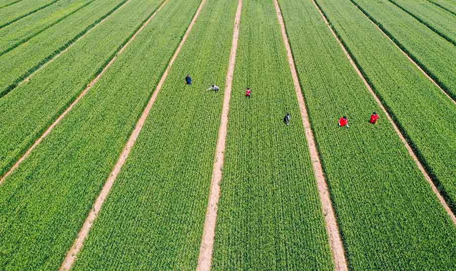 山東省鄒平市蔡家村高標(biāo)準(zhǔn)農(nóng)田，農(nóng)民在進(jìn)行去雜作業(yè)。