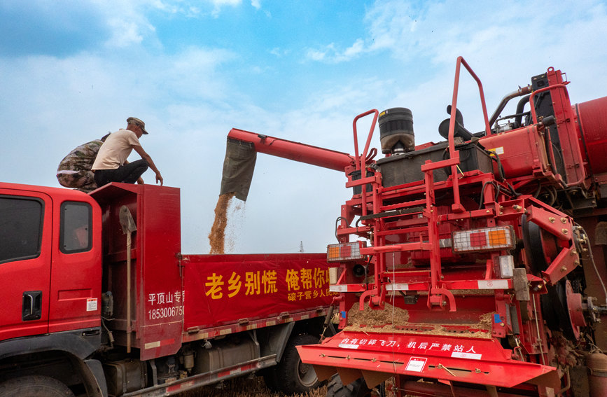 魯山縣組織多種形式的志愿隊伍，幫助困難群眾解決夏收夏種難題。葉全花攝