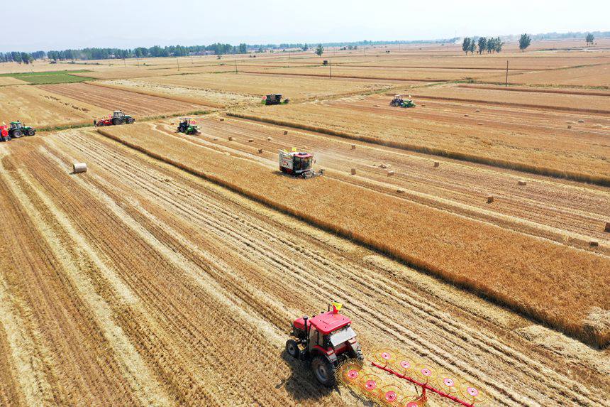 收割現(xiàn)場(chǎng)。吳波攝