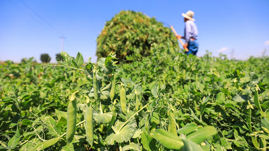 河北省唐山市灤南縣宋道口鎮(zhèn)崔董各莊村農(nóng)民在田間收獲豌豆。張永新攝
