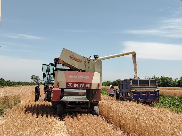 臨汾市堯都區(qū)賈得鄉(xiāng)大王村麥?zhǔn)宅F(xiàn)場(chǎng)。劉婷婷攝