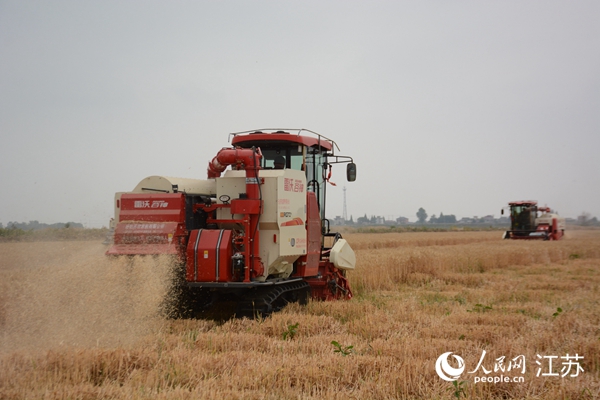 5月下旬，勝利圩高標(biāo)準(zhǔn)農(nóng)田內(nèi)，大型收割機作業(yè)。韋東寧攝