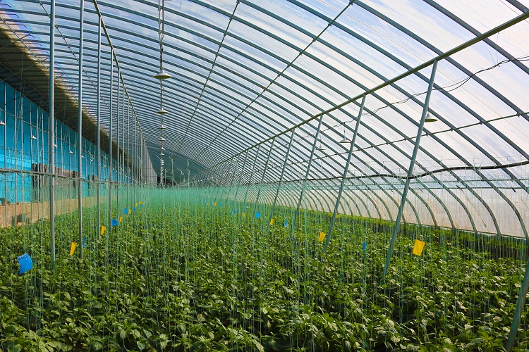 智慧蔬菜富民生。