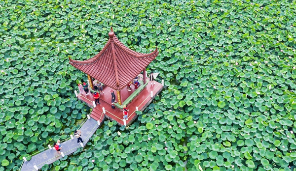 圖為金湖萬畝荷花蕩。陳義寶攝